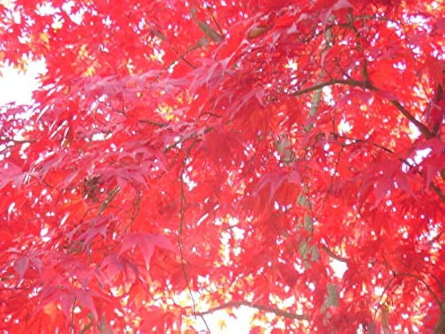 red tree② Acer x freemanii 'Jeffersred' ~ Autumn Blaze Freeman Red