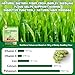 NBTREKTIE 180g/6.4oz Cat Grass Dental Treats for Hairball Control, Natural Teeth Cleaning & Fresh Breath, Crunchy Catnip Flavored Biscuits with Barley Grass, Cat Training Rewards for All Breeds