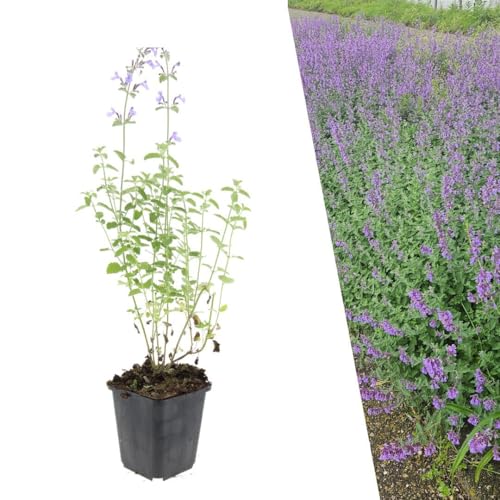 Plants by Frank | 12 Katzenminze Pflanzen | Nepeta Walkers Low | Bodendecker Winterhart Mehrjährig | Stauden | Dunkelviolette Blütenfarbe | Bienenfreundlich | Gartenpflanzen