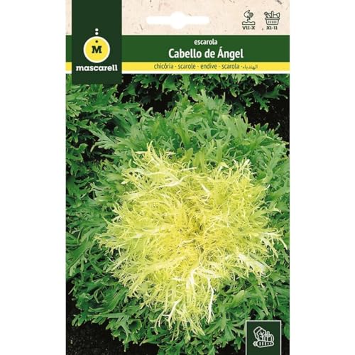 Mascarell Semillas, ESCAROLA, Semillas Huerto, ESCAROLA RIZADA CABELLO DE ÁNGEL, Crea tu Propio Huerto Urbano y Cultivo en Casa, Plantas Hortícolas, 8 Gramos