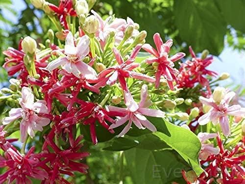 EverSneh Real Live Madhumalti Double Flower Plant - Beautiful Garden Ornamental Plant With Pot (B0C4HHXY8P) Amazon Price History, Amazon Price Tracker