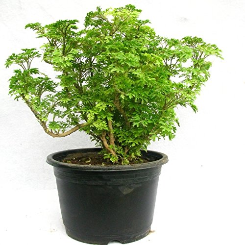 NurseryNature Arelia Green Plant (B07FL93FFR) Amazon Price History, Amazon Price Tracker