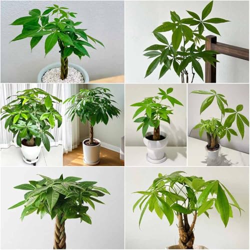 semillas de castaño de la suerte - semillas interior bonsái para balcón exóticas - Serie Raras castaño la 8pcs