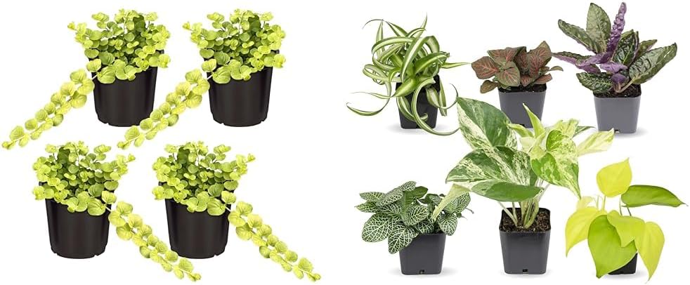 Live Lysimachia Plant Creeping Jenny (4 Plants) Bundle with Assorted Easy to Grow Houseplants (6 Plants) in Planters