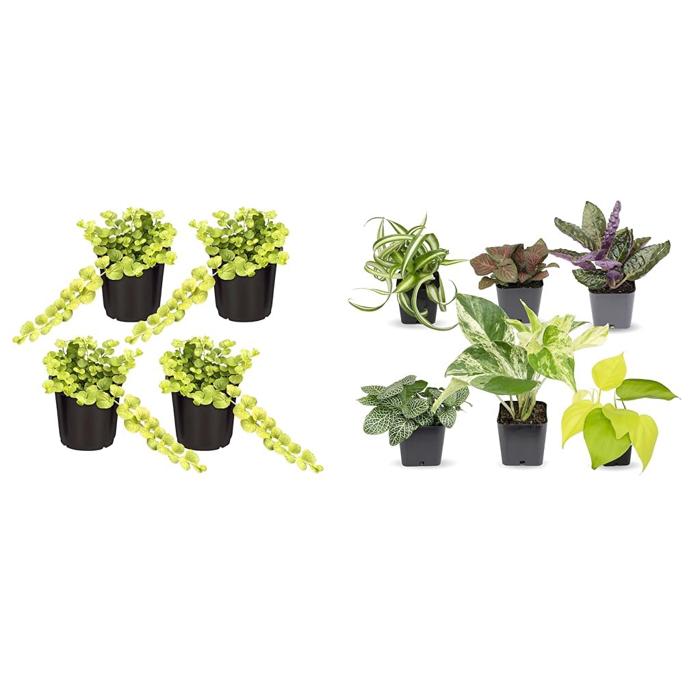 Amazon.com : Live Lysimachia Plant Creeping Jenny (4 Plants) Bundle with  Assorted Easy to Grow Houseplants (6 Plants) in Planters : Patio, Lawn &  Garden