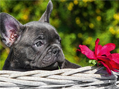 CALVENDO Puzzle „Französische Bulldogge Welpe“ 1000 Teile – 64x48 Cm, Premium-Qualität Aus Europa