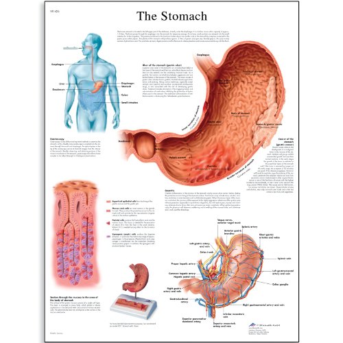 Image of 3B Scientific VR1426L Glossy Laminated Paper The Stomach Anatomical Chart, Poster Size 20 inch Width x 26 inch Height