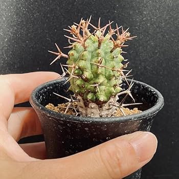 Amazon｜多肉植物：ユーフォルビア ステリスピナ 群星冠*｜観葉植物