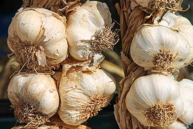 Rocambole Garlic Seeds for Healthy Harvests - PACK OF 45-image-20