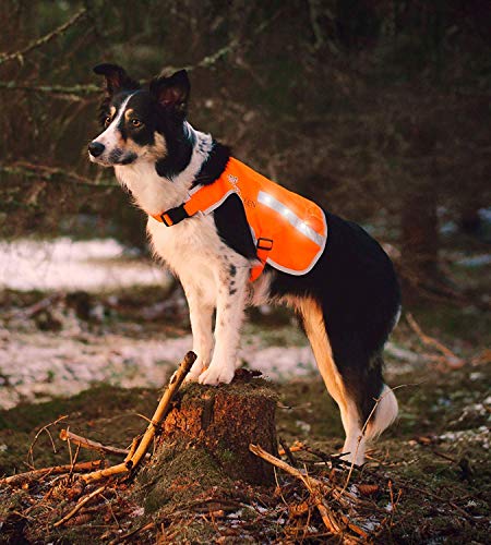 Illumiseen Led Dog Hunting Vest | Orange Safety Jacket With Reflective Strips & Usb Rechargeable Led Lights | Increase Dog’s Visibility When Walking, Running, Training Outdoors (X-Small, Orange) #TOP7