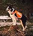 Illumiseen LED Dog Hunting Vest | Orange Safety Jacket with Reflective Strips & USB Rechargeable LED Lights | Increase Dog’s Visibility When Walking, Running, Training Outdoors (X-Large, Orange)