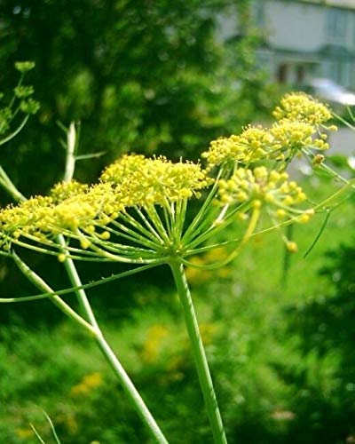 GETSO Trevi Fennel live herb seedling plant -winter Hardy herb plant