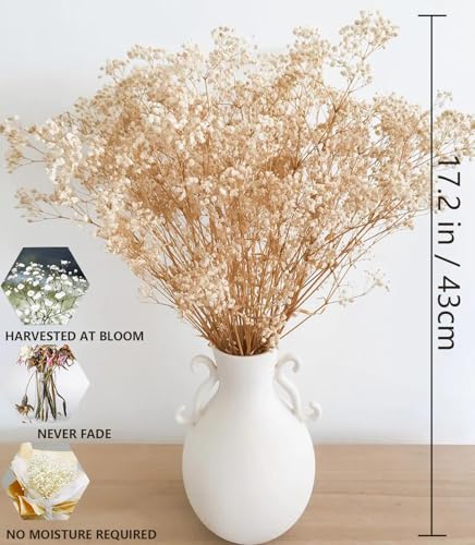 Ramo de flores secas Gypsophila natural 2500+ blancas miniatura 2