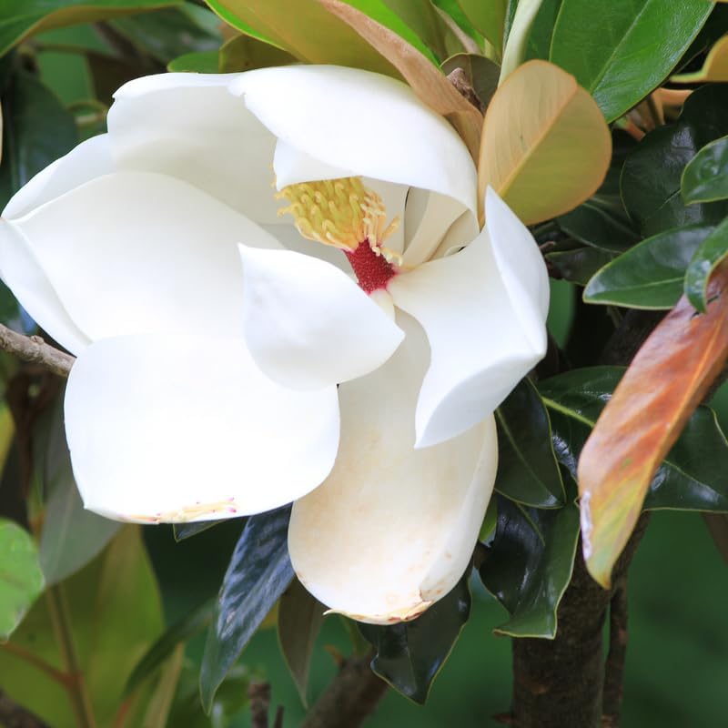 2 Magnolia Trees Live Plant, Fragrant Magnolia Plant Live for Planting Outdoor 6 to 12 Inc Height, Beautiful Magnolia Flowers Tree, Magnolia Flowers, in Pots (Sweetbay Magnolia)