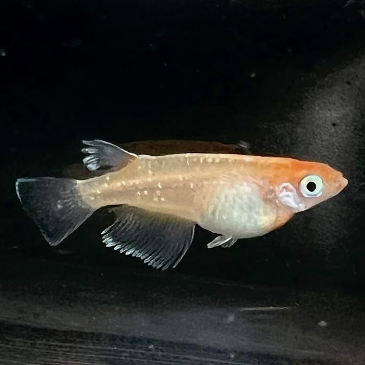 兵庫メダカ】王妃 有精卵20個 +α 王妃メダカ