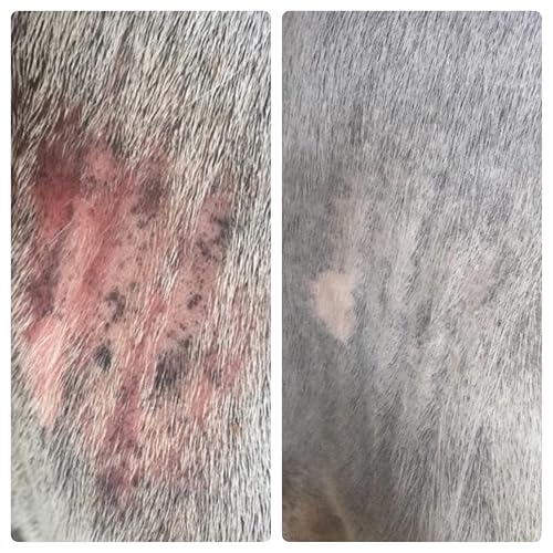 Elemental Equine Skin Salvation Spray for Horse Skin Care 16oz | Mane and Tail Rubbing and Scurf, Hives, Daily Maintenance to Support a Healthy Hair Coat After Treatment of Skin Conditions - Image 7