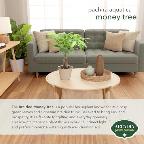 Image of LV64 Live Braided Money Tree Pachira Aquatica Indoor Houseplant in Arcadia Garden Product's Branded Plastic Pot, Tropical Plant Collector Gift for Home and Garden Decor, 6-inch, Tan