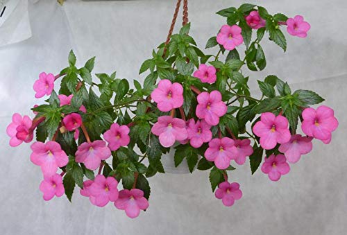 FernsFly® IMP. Achimenes | Nut-Orchid | Orchid Pansy| Star of India Flower Hanging Basket Flower Plant for Home indoor Outdoor Gardening Plants Flowering Bulbs (Pack Of 1 The Jewel Pink) (B08SWJNY5Q) Amazon Price History, Amazon Price Tracker