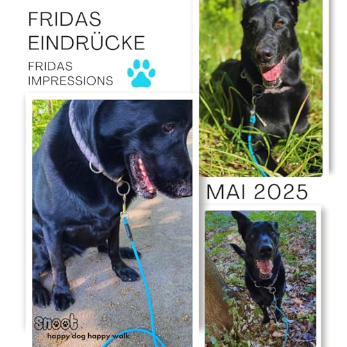 10m Schleppleine Hunde, Wasserfeste Hundeleine Rundleine ohne Schlaufe, Sichere Freilauf-Trainingsleine Cyan-Blau, bis 35kg