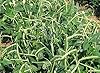 Zipper Cream Cowpea - Large, Easy-shelling Cream Pea - 2-3 Foot Bushy Plants(100 - Seeds) #1