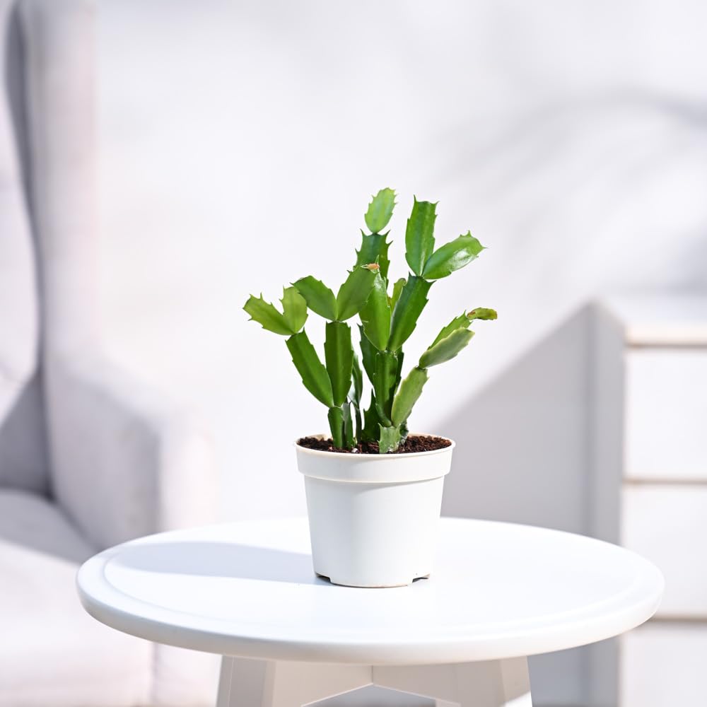 See full amazon price history chart for UGAOO Christmas Cactus Live Plant With Grow Pot UGAOO Christmas Cactus Live Plant With Grow Pot (B0CD5TSTCD) Amazon Price History, Amazon Price Tracker