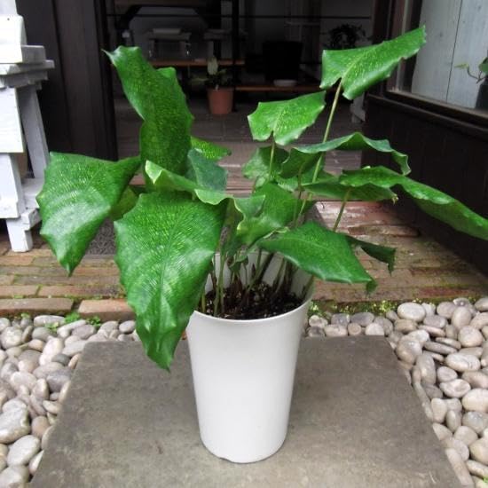 現物 カラテア ムサイカ ７号 Calathea musaica