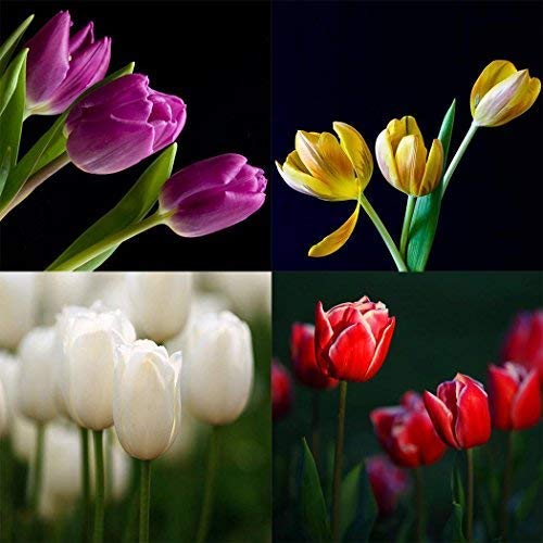 30 Pieces Tulip Seeds Flower Seeds Pear Colourful Flower Seeds Tulips