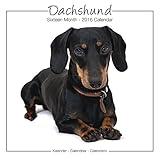 Dachshund Calendar - 2016 Wall calendars - Dog Calendars - Monthly Wall Calendar by Avonside Studio
