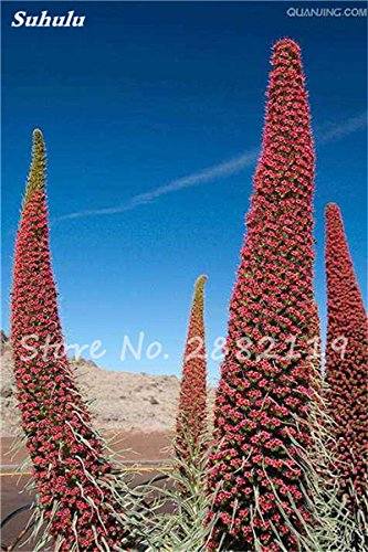 Seeds 50 pc Charme echium vulgare Seeds Perennial Bonsai Blue athistle of The Indoor Plant Flowering Garden Plants in vase Domestic Garden 3