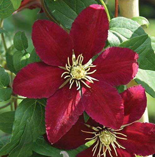 Plant Magestic Niobe Clematis Vine Live Plant Deep Ruby Red 2.5" Pot Get 1#NS01YN