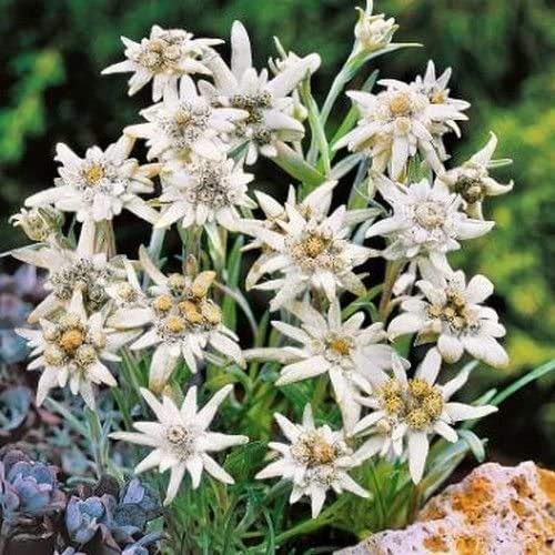 White Edelweiss Seeds G84