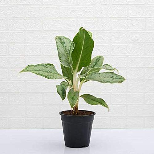 Aglaonema Commutatum Silver Queen - Plant (B08PZ83KB3) Amazon Price History, Amazon Price Tracker