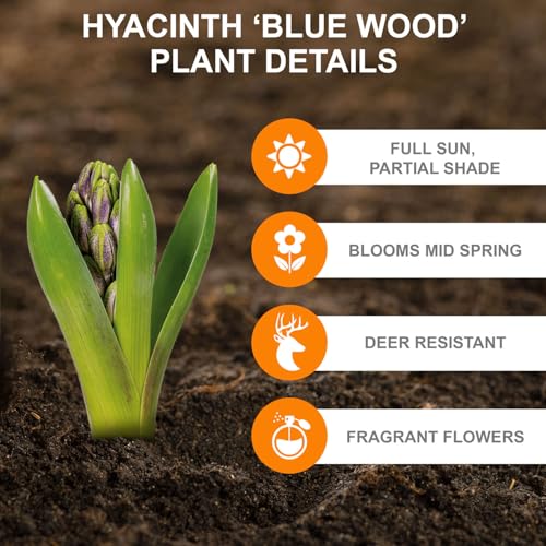 Garden State Bulb Blue Wood Hyacinth Flower Bulbs, 8/10cm, Fall Planting (Bag of 50) - Thumbnail 3