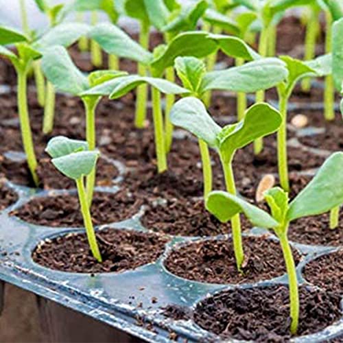 Hydrofarm Jump Start MT10006, 17 Watt UL Certified Seedling, 8.875"x19.5", Black - Thumbnail 2