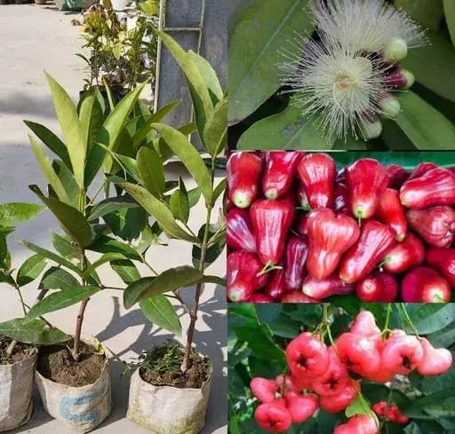 Image of All-Time12 Months Hybrid Grafted Guti Kolom Live Fruit Plant Original & Authentic for Outdoor Fast-Growing Fruit Plant Home Pack Of-1 (Water Apple Fruit Plants Varieties Combo Pack of-4, Medium)