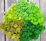 prefleur 5-Farben-Mix-Packung, konserviertes Rentiermoos, natürliches Grün, DIY-Set, Gartenkunst, Wanddekoration, Floristen-Dekor (0,45 kg) (Grün-01 Grün-02 Grün-03 Grün-04 Grün-11)