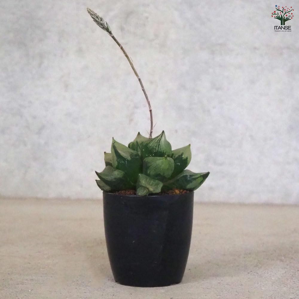 Amazon｜ITANSE ハオルチア B型コンプトミュータント 2.5号 1個