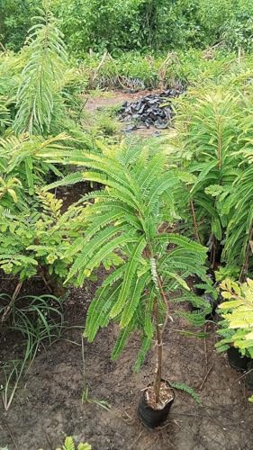 Image of Grafted Amla Plant - Indian Gooseberry Tree Hybrid Sapling for All-Season Cultivation - Pack of 1