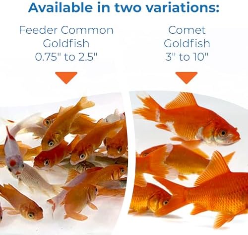 Toledo Goldfish Classic Comet Goldfish: Live Goldfish with a Variety of Sizes for Ponds, Tanks, and Aquariums - 3-4 inches, 25 Count - 4