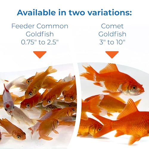 Toledo Goldfish Comet Feeder Goldfish: Live Feeder Goldfish Perfect for Stocking Ponds, Tanks, and Aquariums – 2 to 2.5 inches, 50 Fish - Thumbnail 5