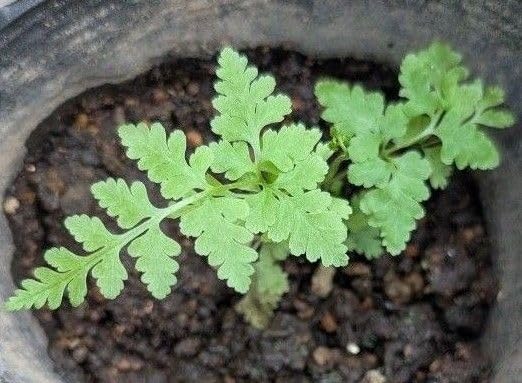 テラリウム鑑賞用 幼苗T3&minus;099