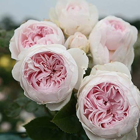 Heirloom Roses Earth Angel Rose Plant - Parfuma® Earth Angel Pink Floribunda Rose Bush, Cupped Peony Shaped Blooms Cover