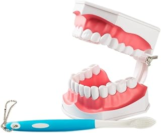 Easyinsmile Large Dental Teeth Model with Removable Lower Teeth Patient and Student Model tooth model toothbrush color is random