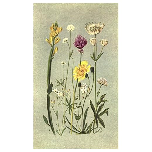 Vintage Sub-Alpine Plants Artwork Print