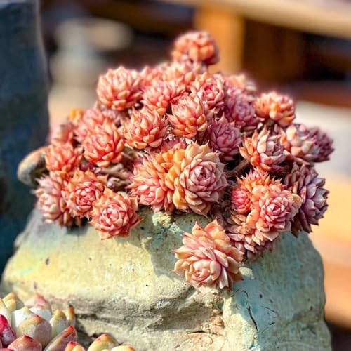 semillas de sedum, resistentes exterior decoración jardín 90pcs