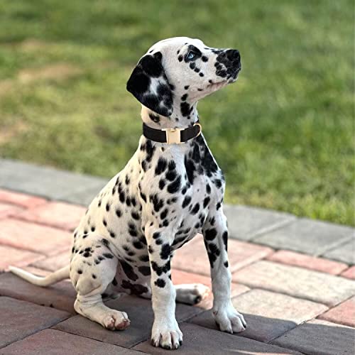 YUDOTE Ultraweiches Hundehalsband natürliche Baumwolle Cord für Kleine Hunde mit empfindlicher Haut,Schwarz