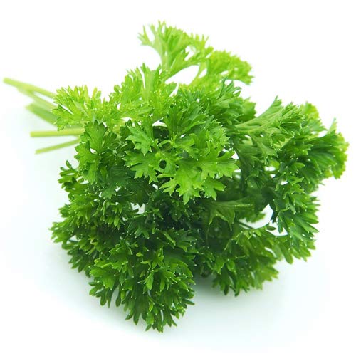 See full amazon price history chart for LIVE GREEN Herb Seeds Parsley Organic For Gardening/Improved (10 pkt 50-100 seeds) LIVE GREEN Herb Seeds Parsley Organic For Gardening/Improved (10 pkt 50-100 seeds) (B07L7B3CFR) Amazon Price History, Amazon Price Tracker