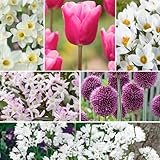 Plant in a Box - Bulb Garden Pink - 125x Blumenzwiebeln Winterhart - Mix der Zwiebeln - Umfang der Blumenzwiebeln 10cm