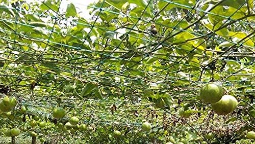 Myfam Passion Fruit Growing net- Garden Net -3.5 Meter x 4 Meter (B097C7TQ2S) Amazon Price History, Amazon Price Tracker