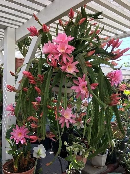 Nandini Garden Pink Brahma Kamal Saussurea Obvallata Night Queen Lady of The Night King of Himalayan Flowers Sacred Saussurea Night blooming Cereus Healthy Plant (B0CH1L1LFG) Amazon Price History, Amazon Price Tracker